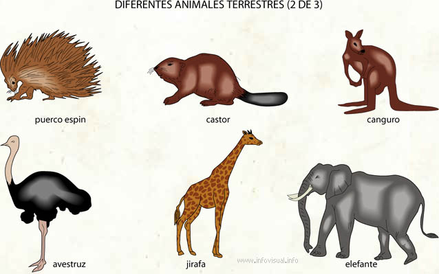 Animalia (Diccionario visual)